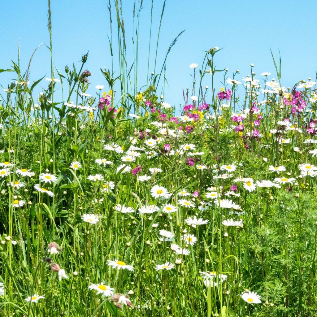 Bloemrijke vegetatie onder een blauwe lucht