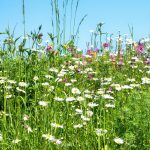 Bloemrijke vegetatie onder een blauwe lucht