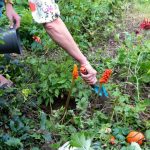Vrijwilligers planten samen groen aan