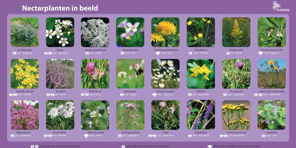 Herkenningskaart voor nectarplanten