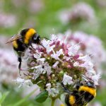 Hommels op wilde marjolein