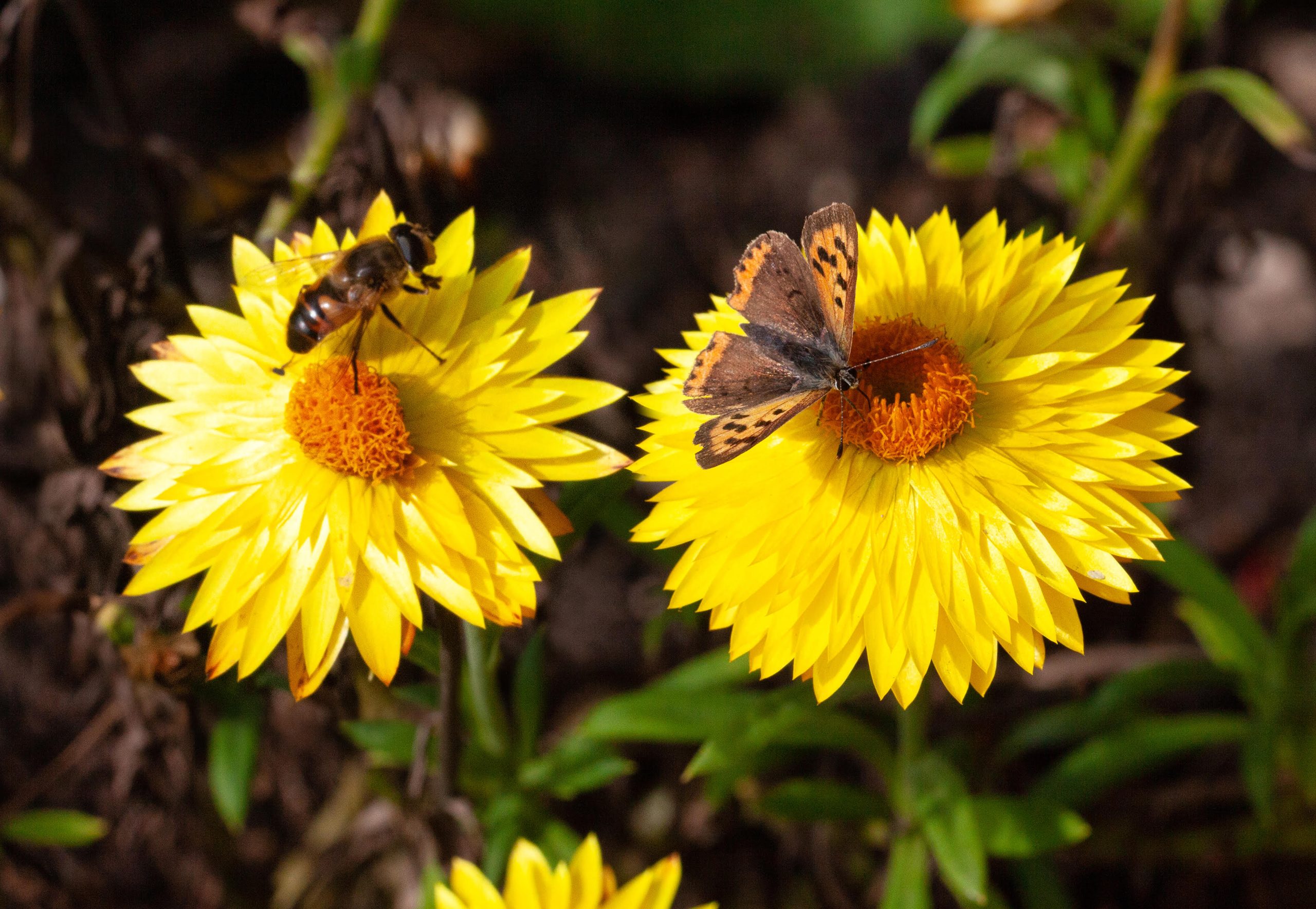 Insecten op gele bloemen