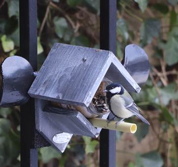 Foto bij Over het bijvoeren van vogels